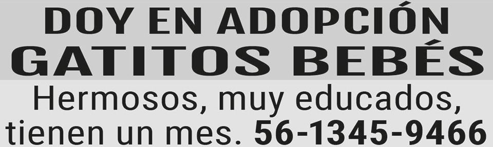 DOY EN?ADOPCION?GATITOS BEBESHERMOSOS